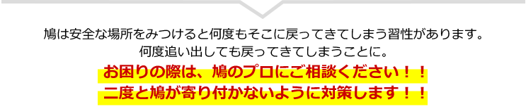 鳩は安全な場所をみつけると何度もそこに戻ってきてしまう習性があります。何度追い出しても戻ってきてしまうことに。お困りの際は、鳩のプロにご相談ください！！二度と鳩が寄り付かないように対策します！！