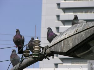 鳩を撃退したい!実はアブない鳩の種類は?被害の予防対策リスト