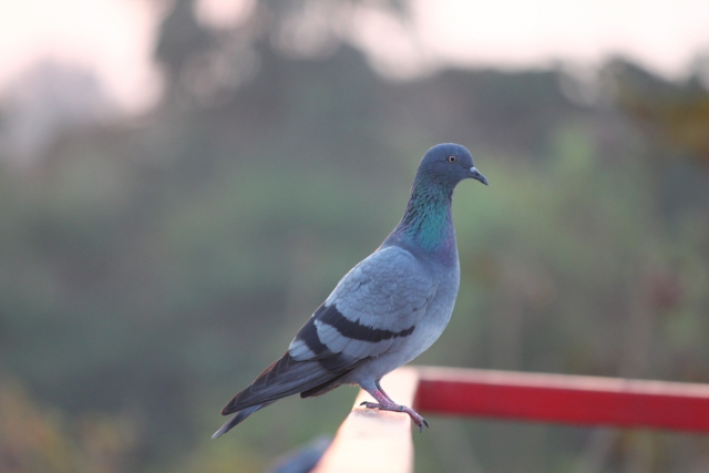 健康を守るための第一歩!鳩のふんの掃除方法と気を付けたいこと
