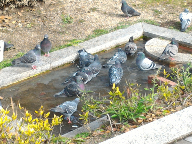 鳩の菌は恐ろしい!感染を予防するために覚えておきたい基礎知識