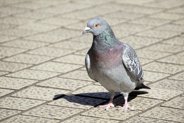 鳩を駆除する方法完全版。これさえ読めばあなたも鳩駆除マスター!
