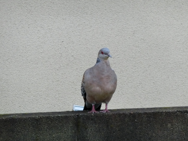 キジバトの寿命は10年!「ペット」「害鳥」どちらの立場から見る?