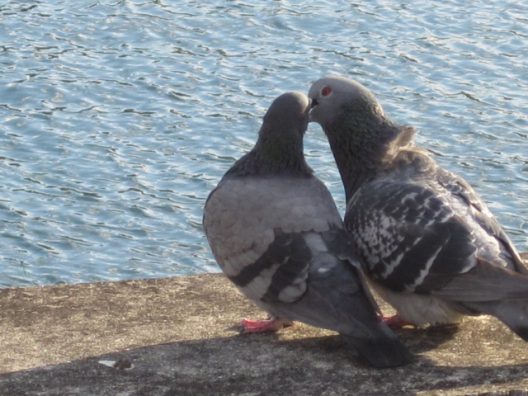 鳩の卵をベランダで発見!でも勝手に処分できないワケと対応について