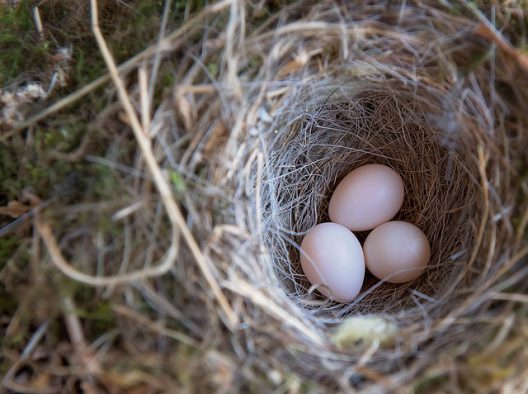 鳩が産卵しても、その卵…勝手に処分はしないで!
