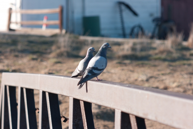 鳩が来るには理由がある!鳩に住処にされたら……正しい駆除をしよう